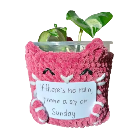 Cache-pot chat